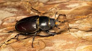 Attēlu rezultāti vaicājumam “Lucanidae”