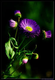 Nachtblume - Bild \u0026amp; Foto von Olga Bode aus Blüten- \u0026amp; Kleinpflanzen ...