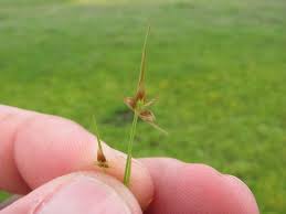 Attēlu rezultāti vaicājumam “Juncus capitatus”