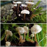 Attēlu rezultāti vaicājumam “Collybia cirrhata”