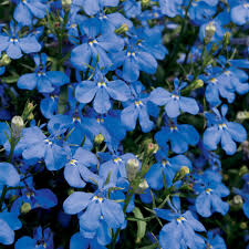 Image result for Lobelia erinus