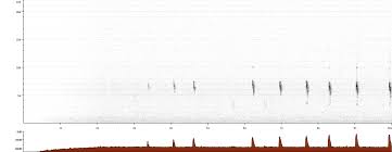 Image result for Anthus gustavi