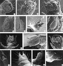 Attēlu rezultāti vaicājumam “Notoxus monoceros”