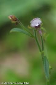 Attēlu rezultāti vaicājumam “Microrrhinum minus”