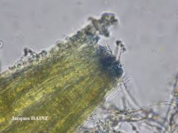 Attēlu rezultāti vaicājumam “Stictis”