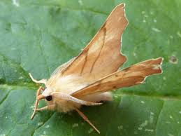 Attēlu rezultāti vaicājumam “Ennomos erosaria”