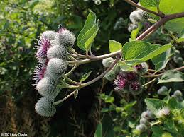 Attēlu rezultāti vaicājumam “Arctium tomentosum”