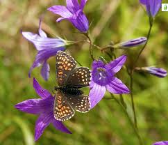 Attēlu rezultāti vaicājumam “Melitaea diamina upperside”
