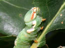 Attēlu rezultāti vaicājumam “Peridea anceps”