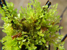 Attēlu rezultāti vaicājumam “Riccardia incurvata”