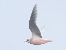 Image result for Rhodostethia rosea