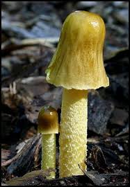 Attēlu rezultāti vaicājumam “Bolbitius vitellinus”