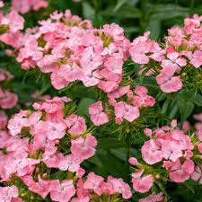 Image result for Dianthus barbatus