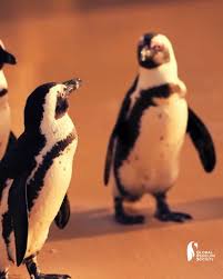 Image result for Spheniscus demersus