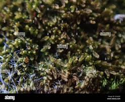 Attēlu rezultāti vaicājumam “Jungermanniopsida”