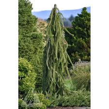 Attēlu rezultāti vaicājumam “Picea abies fo. virgata leaf”