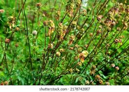 Attēlu rezultāti vaicājumam “Poterium sanguisorba flower”