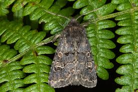 Attēlu rezultāti vaicājumam “Tholera cespitis”