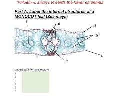 Attēlu rezultāti vaicājumam “Zea mays leaf”