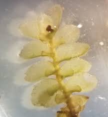 Attēlu rezultāti vaicājumam “Scapania nemorea”