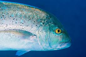 Image result for Caranx melampygus