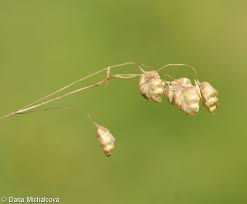 Attēlu rezultāti vaicājumam “Briza media bud”