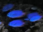 File:Neon damselfish.jpg - Wikipedia, the free encyclopedia