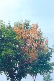 Attēlu rezultāti vaicājumam “Nectria sp., Neonectria sp.”