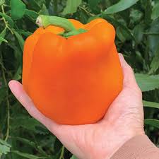 Afbeeldingsresultaat voor orange sun sweet pepper