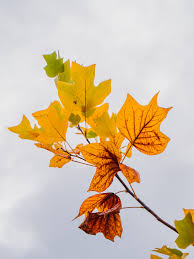 Attēlu rezultāti vaicājumam “Liriodendron tulipifera leaf”