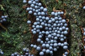 Attēlu rezultāti vaicājumam “Cribraria sp.”