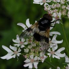 Attēlu rezultāti vaicājumam “Volucella pellucens”