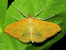 Attēlu rezultāti vaicājumam “Paratalanta hyalinalis”