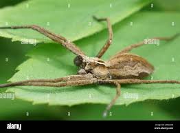 Attēlu rezultāti vaicājumam “Pisaura mirabilis male”