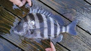 Image result for Archosargus rhomboidalis