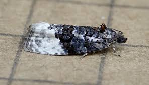 Attēlu rezultāti vaicājumam “Apotomis betuletana”