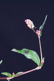 Attēlu rezultāti vaicājumam “Persicaria maculosa leaf”