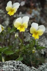 Attēlu rezultāti vaicājumam “Viola tricolor subsp. matutina flower”