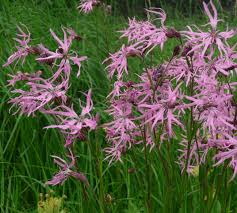 Attēlu rezultāti vaicājumam “Lychnis flos-cuculi flower”