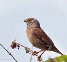 Attēlu rezultāti vaicājumam “Prunella modularis adult”