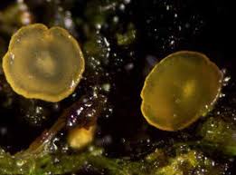 Attēlu rezultāti vaicājumam “Hyalorbilia inflatula”