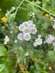 Attēlu rezultāti vaicājumam “Achillea ptarmica leaf”