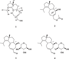 Attēlu rezultāti vaicājumam “Dentipellis fragilis”