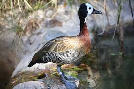 Attēlu rezultāti vaicājumam “Anseriformes”