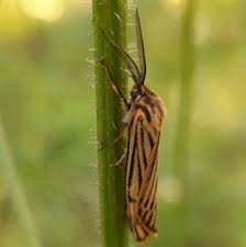 Attēlu rezultāti vaicājumam “Spiris striata”