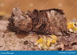 Attēlu rezultāti vaicājumam “Abrostola tripartita”