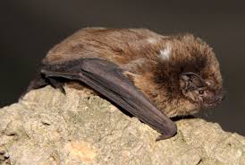 Attēlu rezultāti vaicājumam “Nyctalus leisleri”