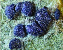 Attēlu rezultāti vaicājumam “Didymium tussilaginis spores”