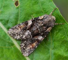 Attēlu rezultāti vaicājumam “Lacanobia contigua imago”