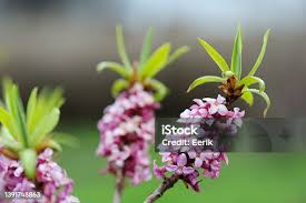 Attēlu rezultāti vaicājumam “Daphne mezereum”